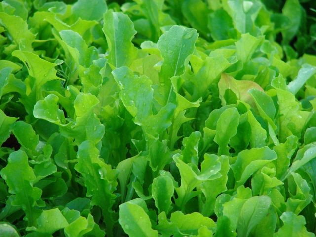 salata niknula u jesen krupno